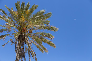 Palm tree on a blue sky background, write your text.