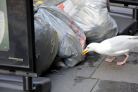 M&ouml;we