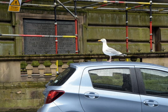 M&ouml;we auf Auto