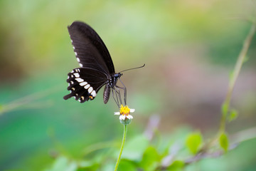 Beautiful big black butterfly on the flower 