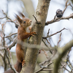 Eichhörnchen (Sciurus vulgaris), auf einem Nussbaum.