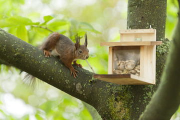 Eichhörnchen (Sciurus vulgaris),