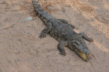 asia crocodile alligator sharp teeth danger