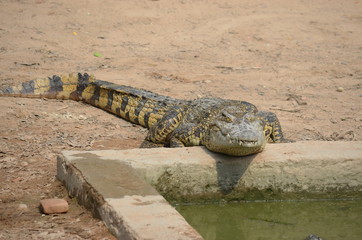 asia crocodile alligator sharp teeth danger