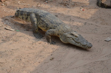 asia crocodile alligator sharp teeth danger