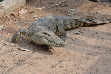 asia crocodile alligator sharp teeth danger