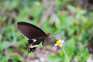 Obraz na płótnie Canvas Beautiful big black butterfly on the flower 