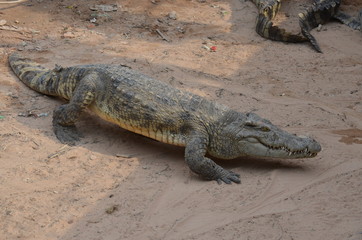 asia crocodile alligator sharp teeth danger