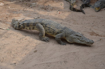 asia crocodile alligator sharp teeth danger