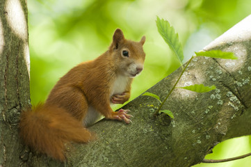 Eichhörnchen (Sciurus vulgaris),