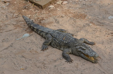 asia crocodile alligator sharp teeth danger