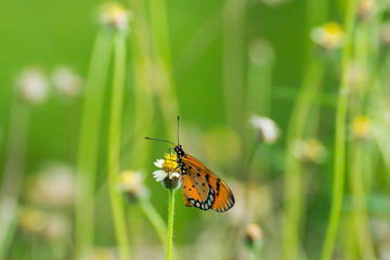 Brown Butterfly on the flower, Orange with black dotted butterfly on the flower