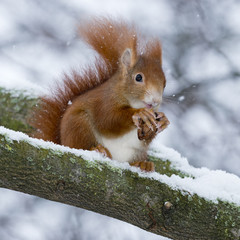 Eichhörnchen (Sciurus vulgaris),