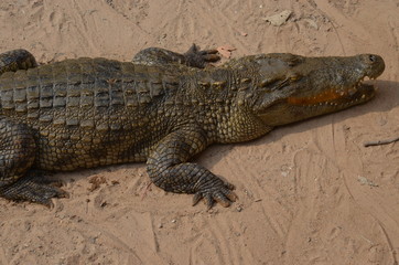 asia crocodile alligator sharp teeth danger