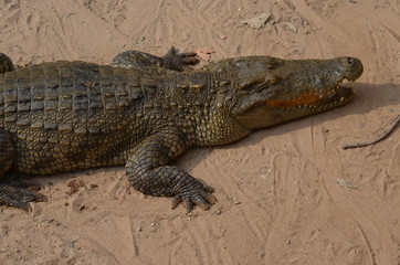 asia crocodile alligator sharp teeth danger