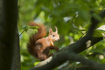 Eichhörnchen (Sciurus vulgaris),