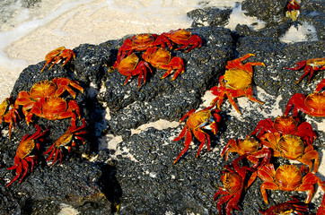 Sally Lightfoot Crabs - Galapagos - Ecuador