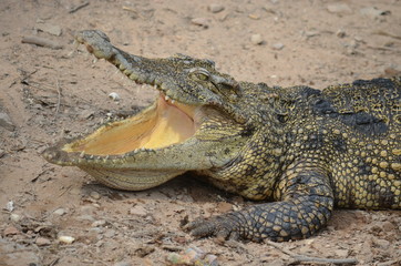 asia crocodile alligator sharp teeth danger