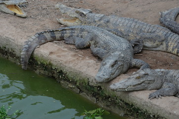 asia crocodile alligator sharp teeth danger