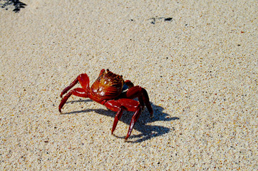 Sally Lightfoot Crab - Galapagos - Ecuador