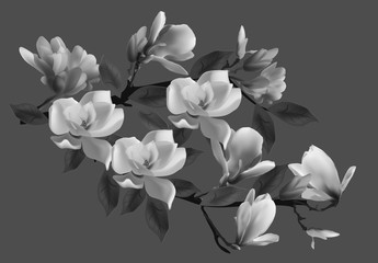 Fototapeta premium magnolia flower branch isolated on dark grey