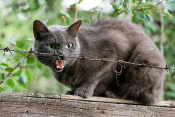 Obraz premium Angry cat growls sitting on fence behind barbed wire. Aggressive grey cat defending his territory.