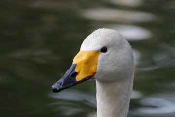 Close-up Tundra Swan Female's Face