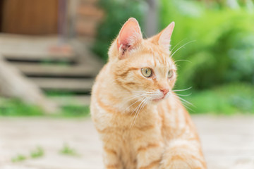 stray ginger cat sitting on the road