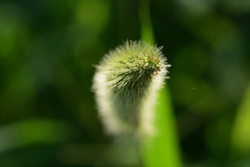 Green foxtail shining in the morning light
