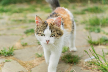 Obraz premium stray multicolored cat walking on the street in countryside.