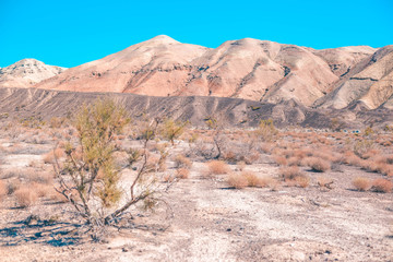 Tree in the mountains of Aktau