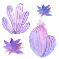 Set of painted purple pink succulents isolated on white background. Watercolor illustration