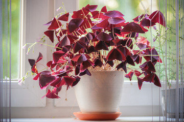 Oxalis triangularis in white pot on the window