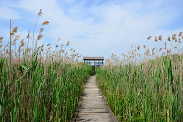 Wooden path through the reed to the viewpoint