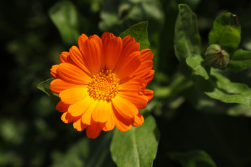 Orange Calendula flower