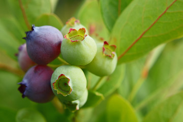 Blueberries bunch with green and ripe berries growing at high-bush plant on blurred leaves background.
