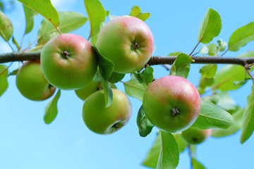 Apples ripening on apple tree branch in garden on summer sky background.
