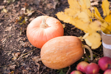 A beautiful autumn picture of the abundance of pumpkin harvest. Two orange textured pumpkins on the...