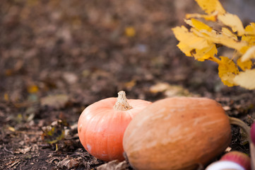 A beautiful autumn picture of the abundance of pumpkin harvest. Two orange textured pumpkins on the...