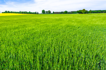 Obraz na płótnie Canvas Grass field, green farm, landscape