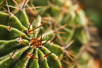 cactus with large needles, close-ups