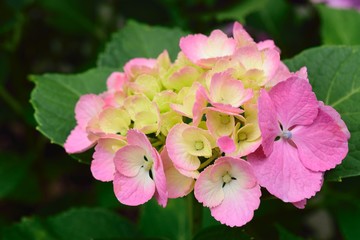 Fototapeta premium あじさい