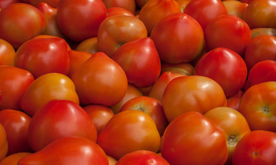 A big group of red tomatoes