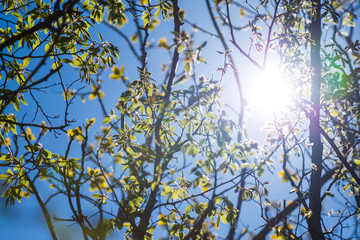 Spring young leaves on birch branches against the blue sky. The sun penetrates the branches of young birches. Natural background.