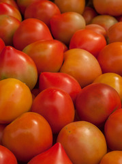 A group of red and yellow tomatoes