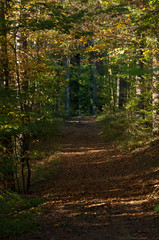 Obraz premium Waldboden