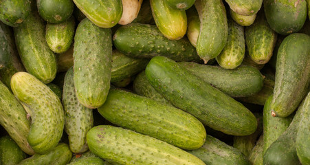 Green cucumbers, close-up photography