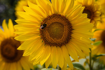 Obraz premium Sunflowers in Holland