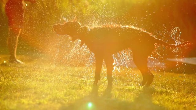 Slow motion video close up. Irish setter dog shaking off the water. Water droplets sent flying around as dripping wet dog shakes to dry off. Summer sunset near lake or river. Doggy swimming outdoors.