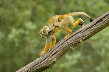 Common Squirrel Monkey - Saimiri sciureus, beautiful primate from South American forest.